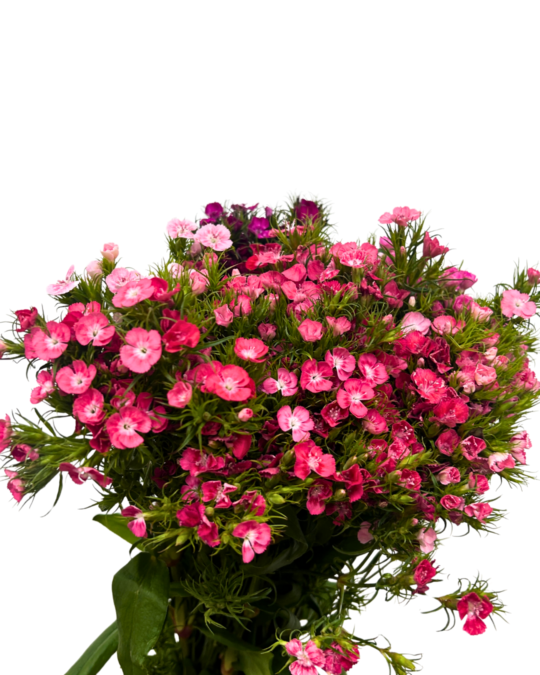 barbatus sweet william