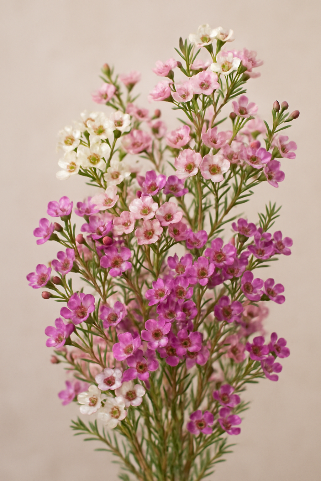 wax flower