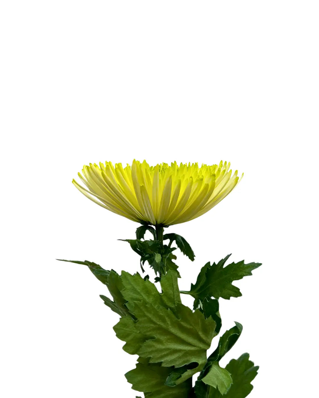 chrysanthemum jimba green