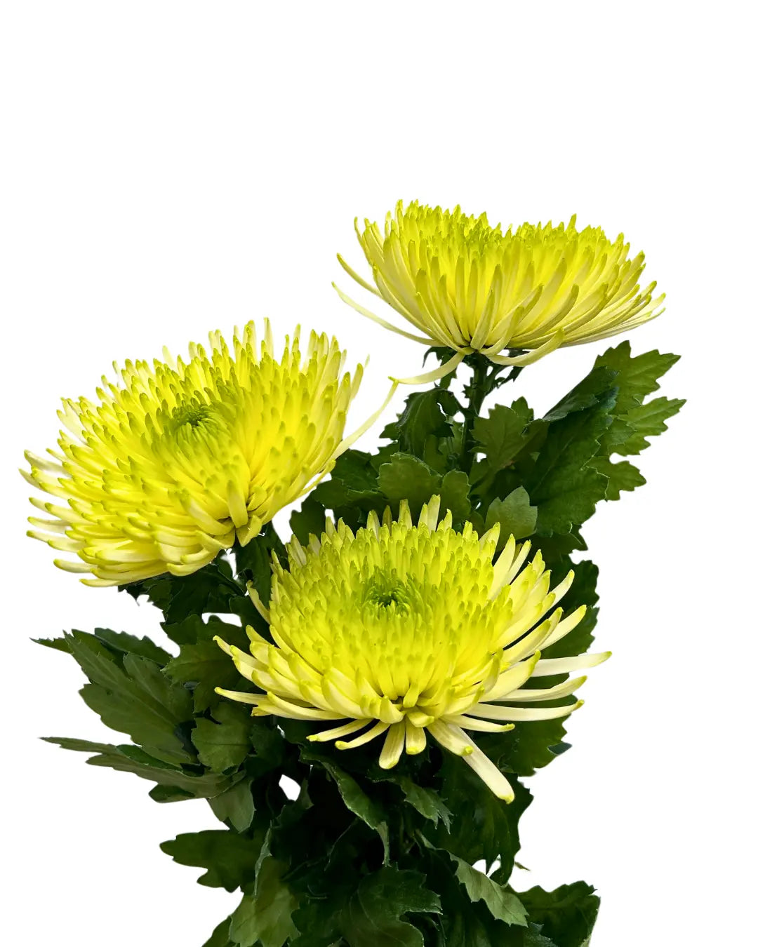 chrysanthemum jimba green