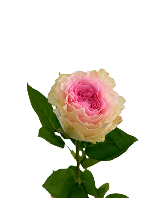 Rose Roselle 10 Stems
