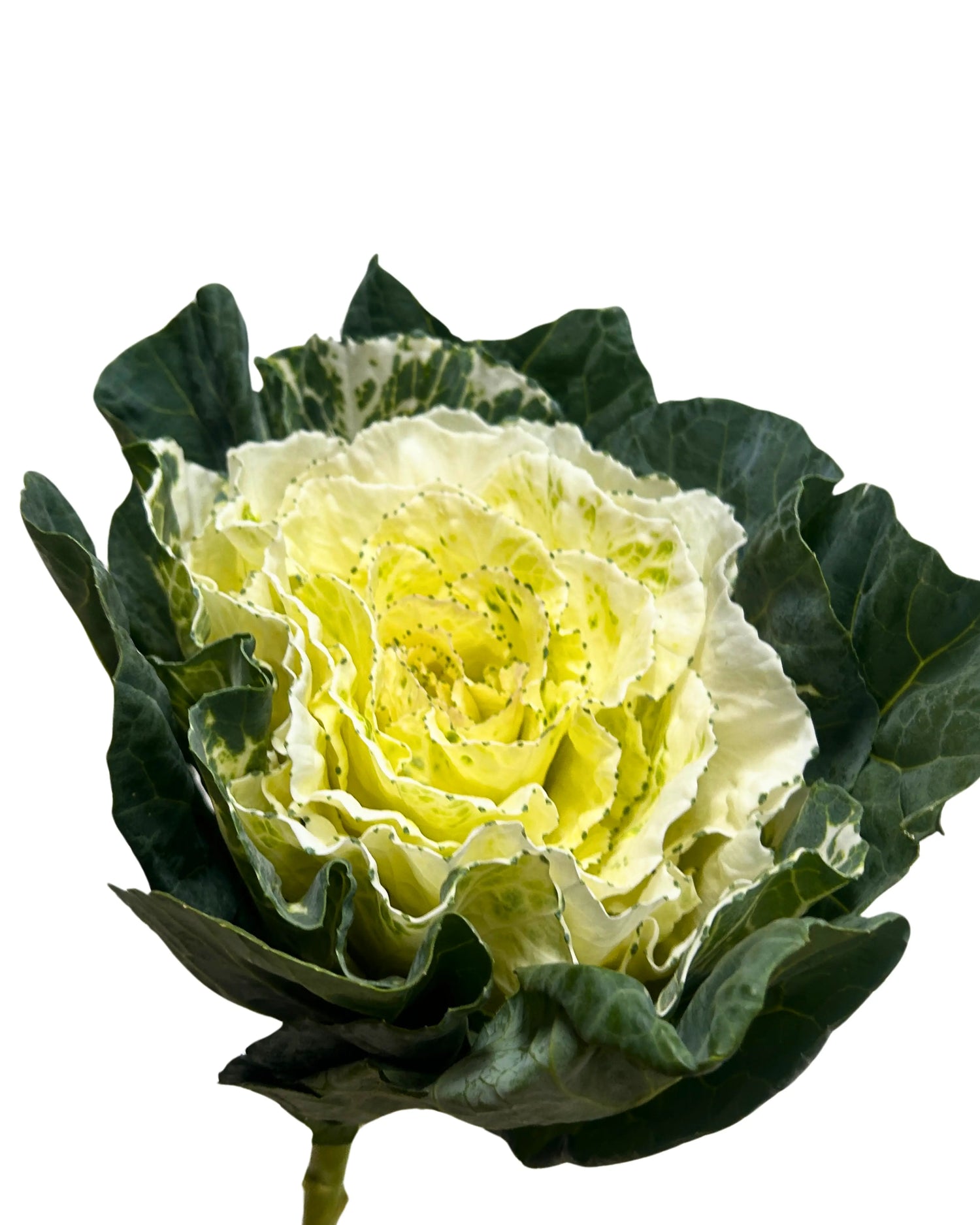 Brassica White Stem