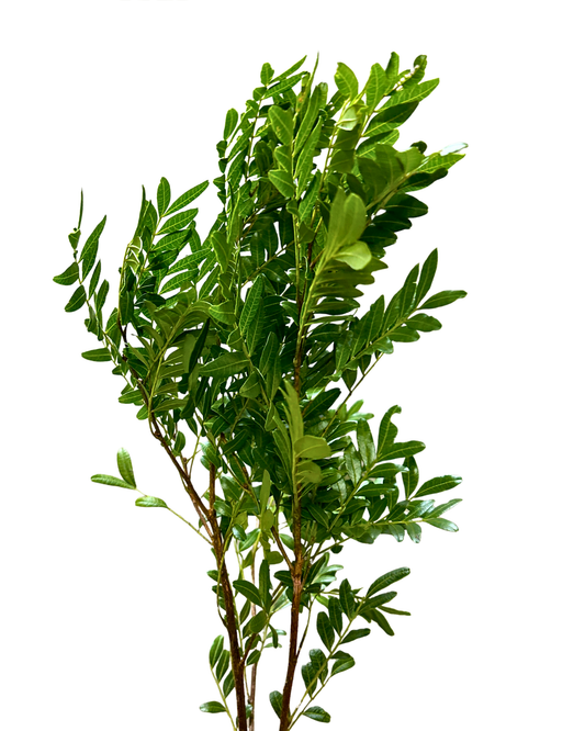 Pistacia Leaf
