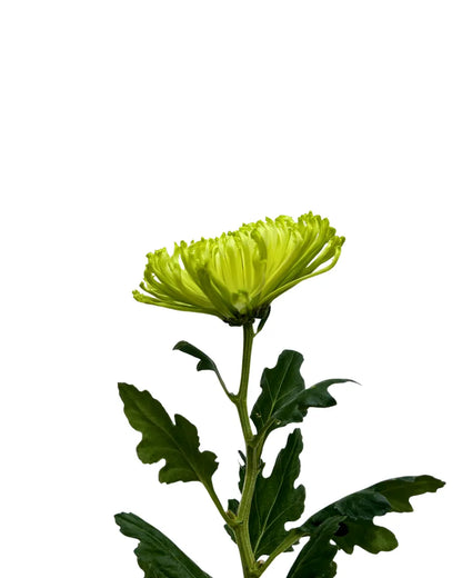 chrysanthemum mum jimba mum anatasia green