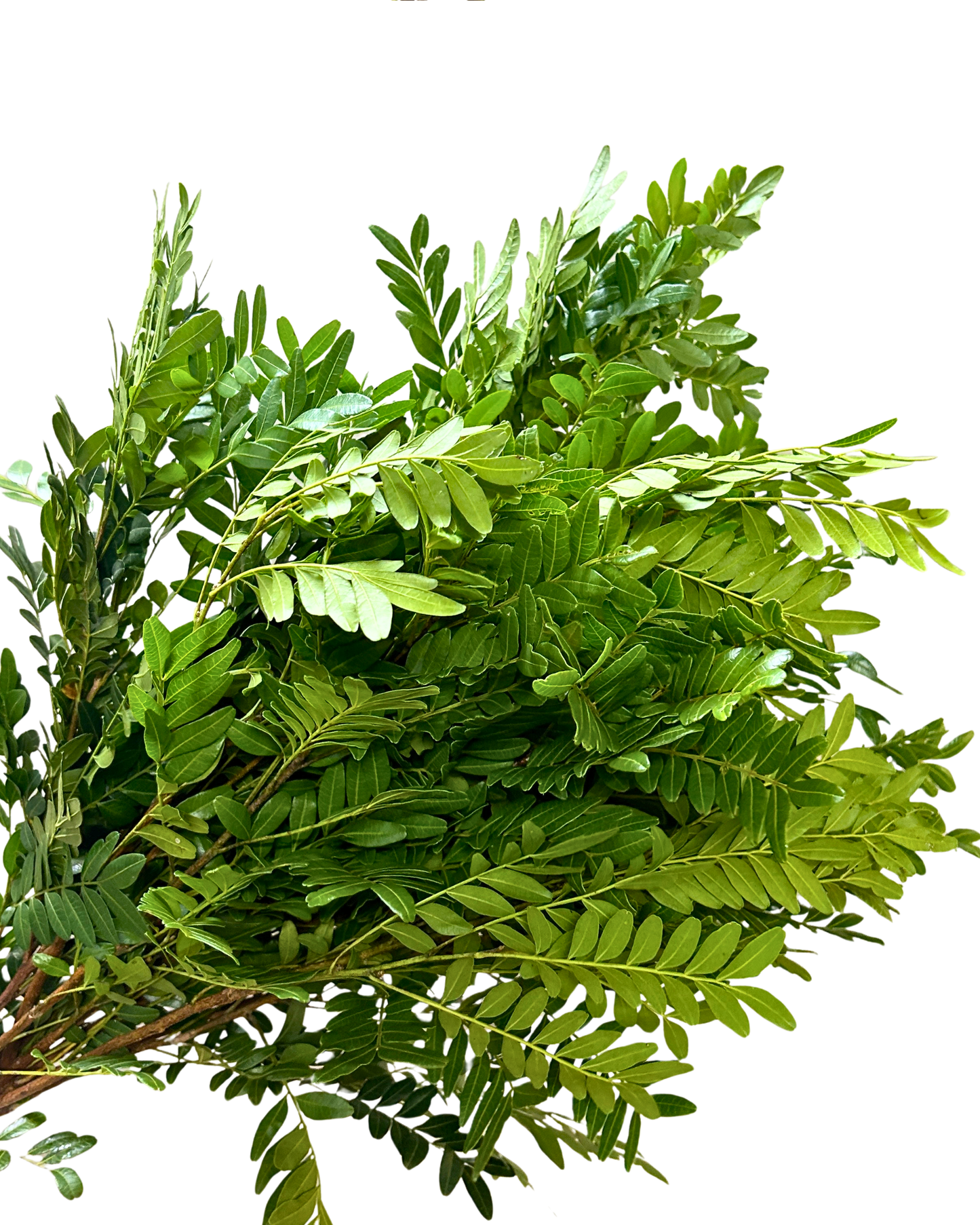 Pistacia Leaf