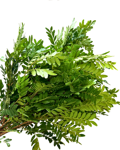 Pistacia Leaf