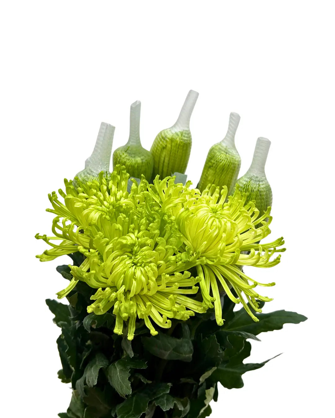 chrysanthemum mum jimba mum anatasia green