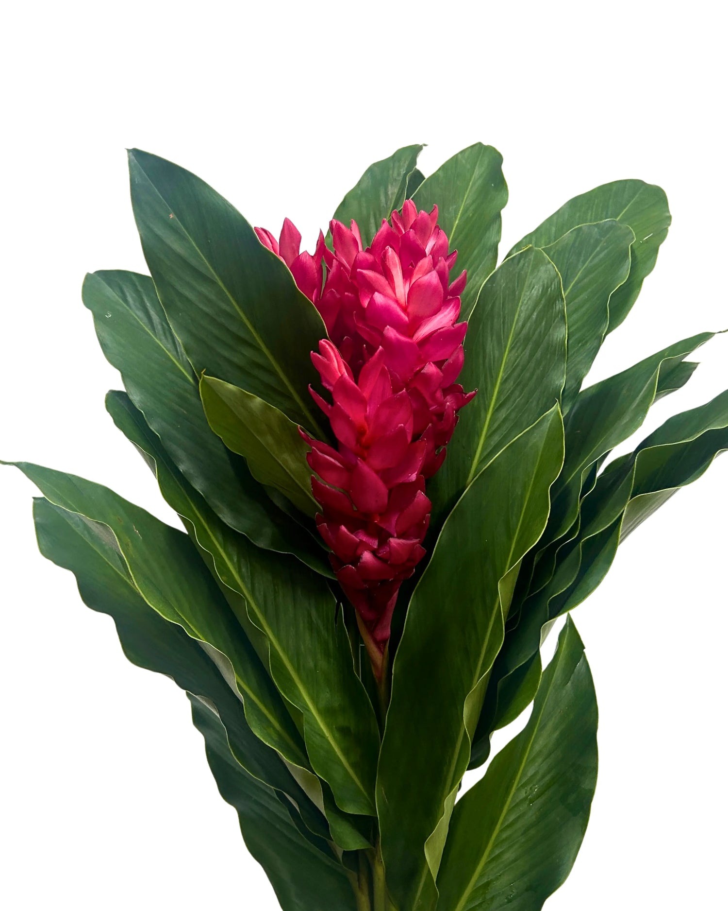 Ginger Alpinia Red 5 Stems