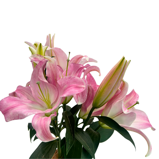 Lily Starlight (3) 5 Stems