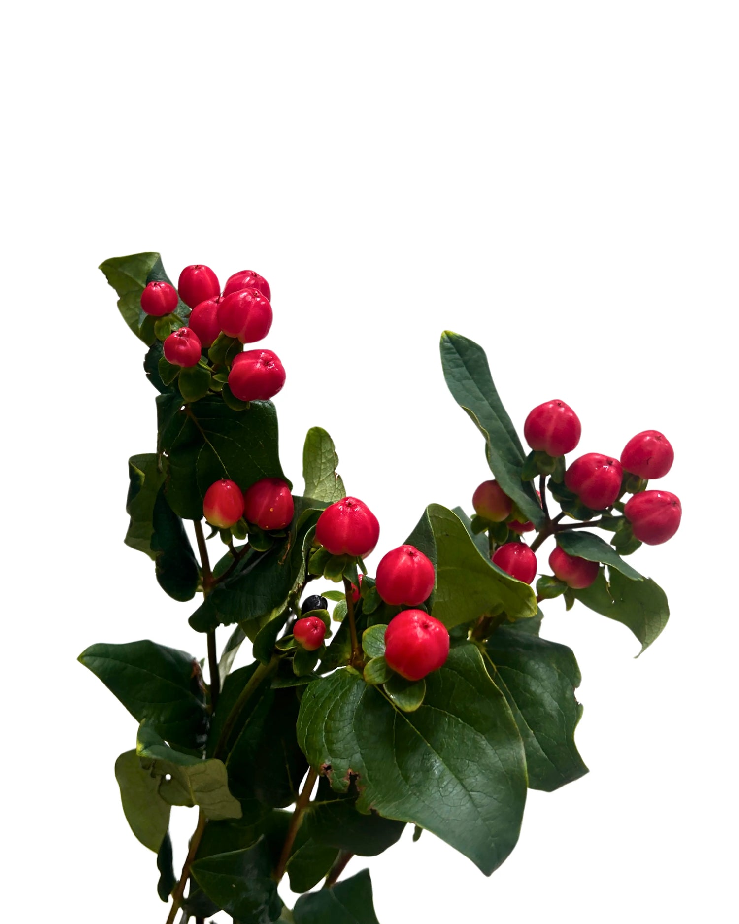 Hypericum Red Bunch