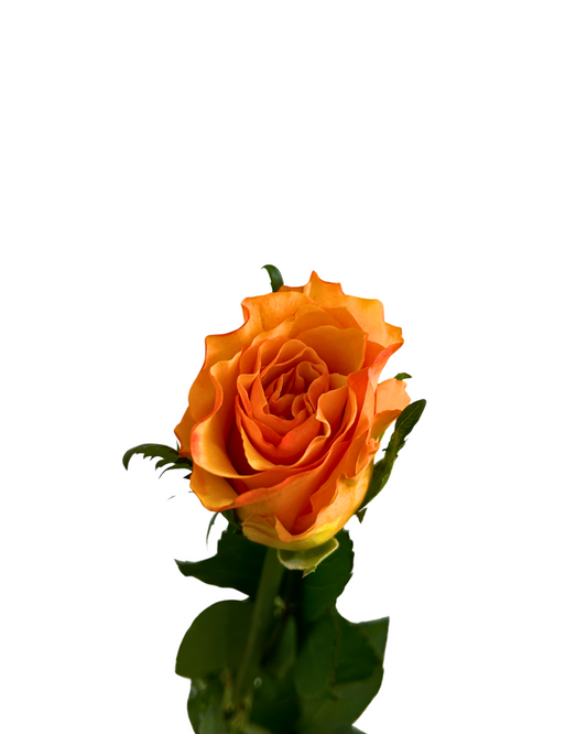 Rose Joy 10 Stems