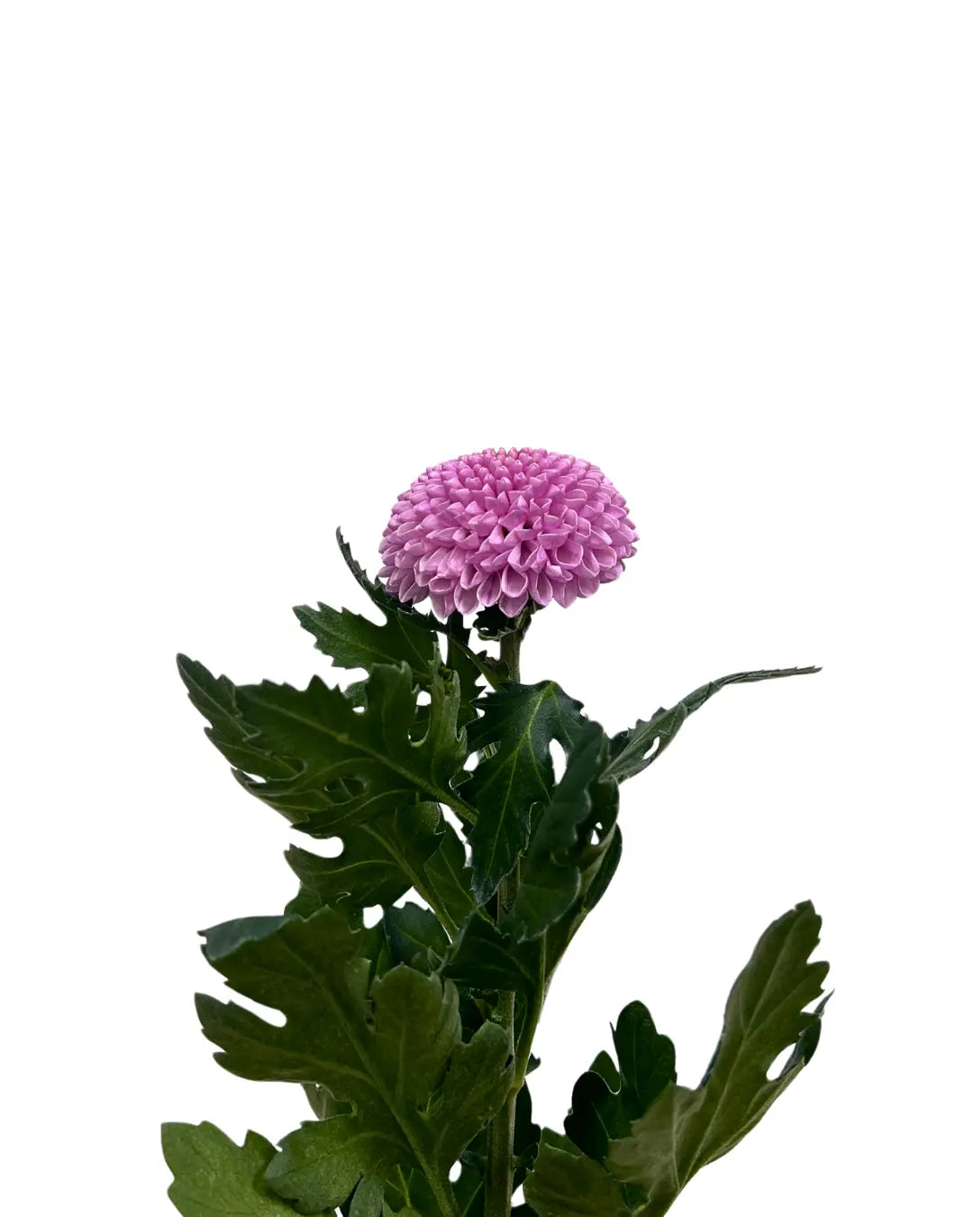 chrysanthemum ping pong pink