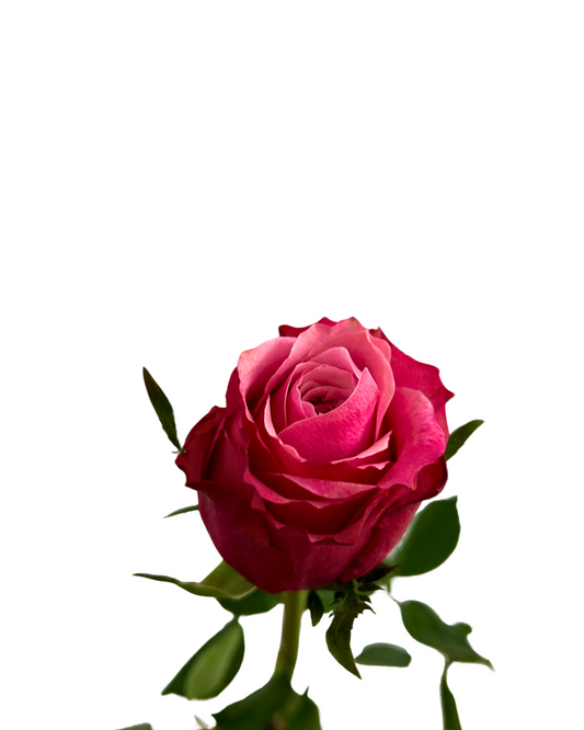 Rose Ladybro 10 Stems