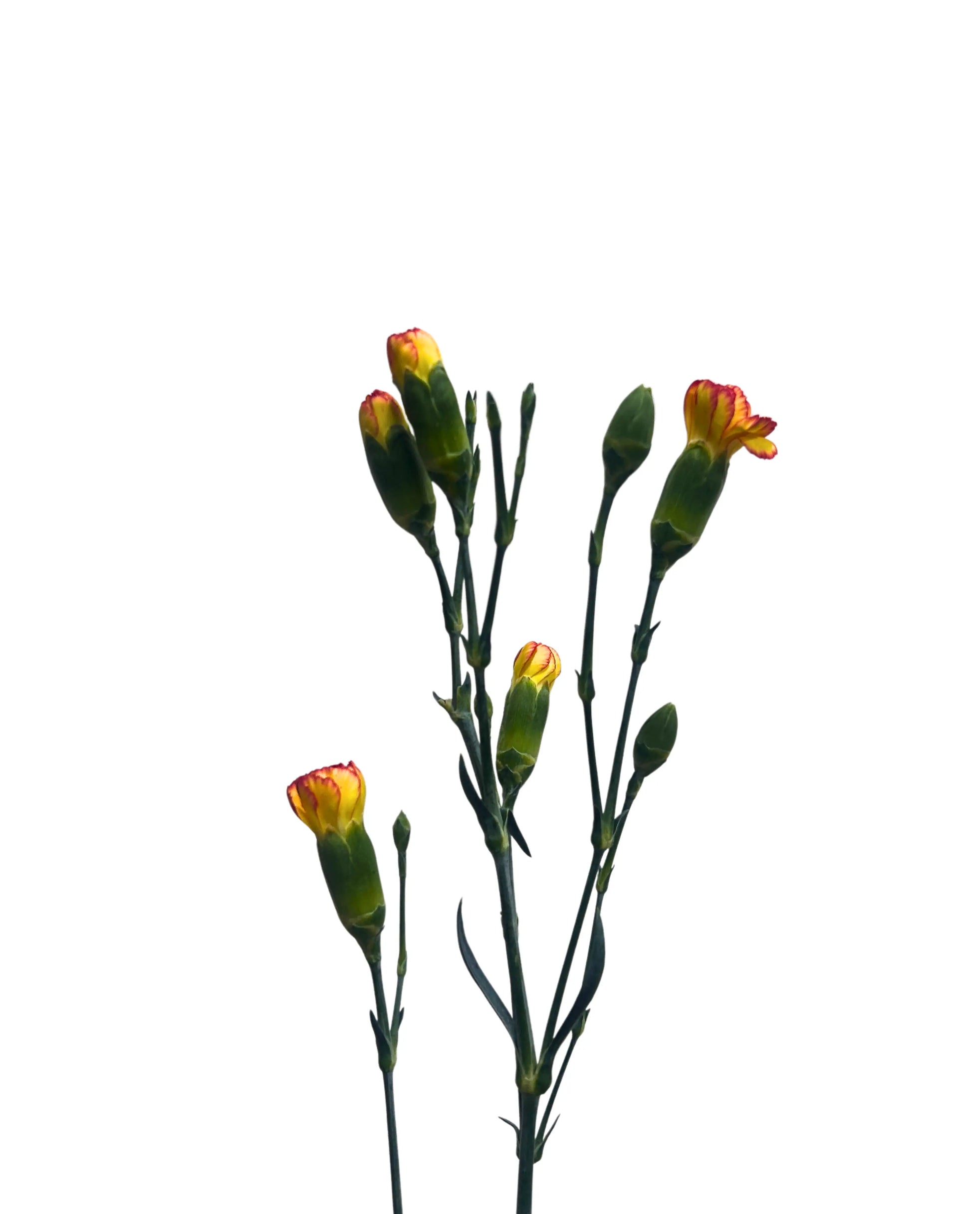 Carnation Spray Yellow Orange 20 Stems