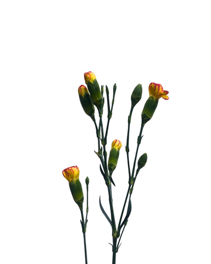 Carnation Spray Yellow Orange 20 Stems