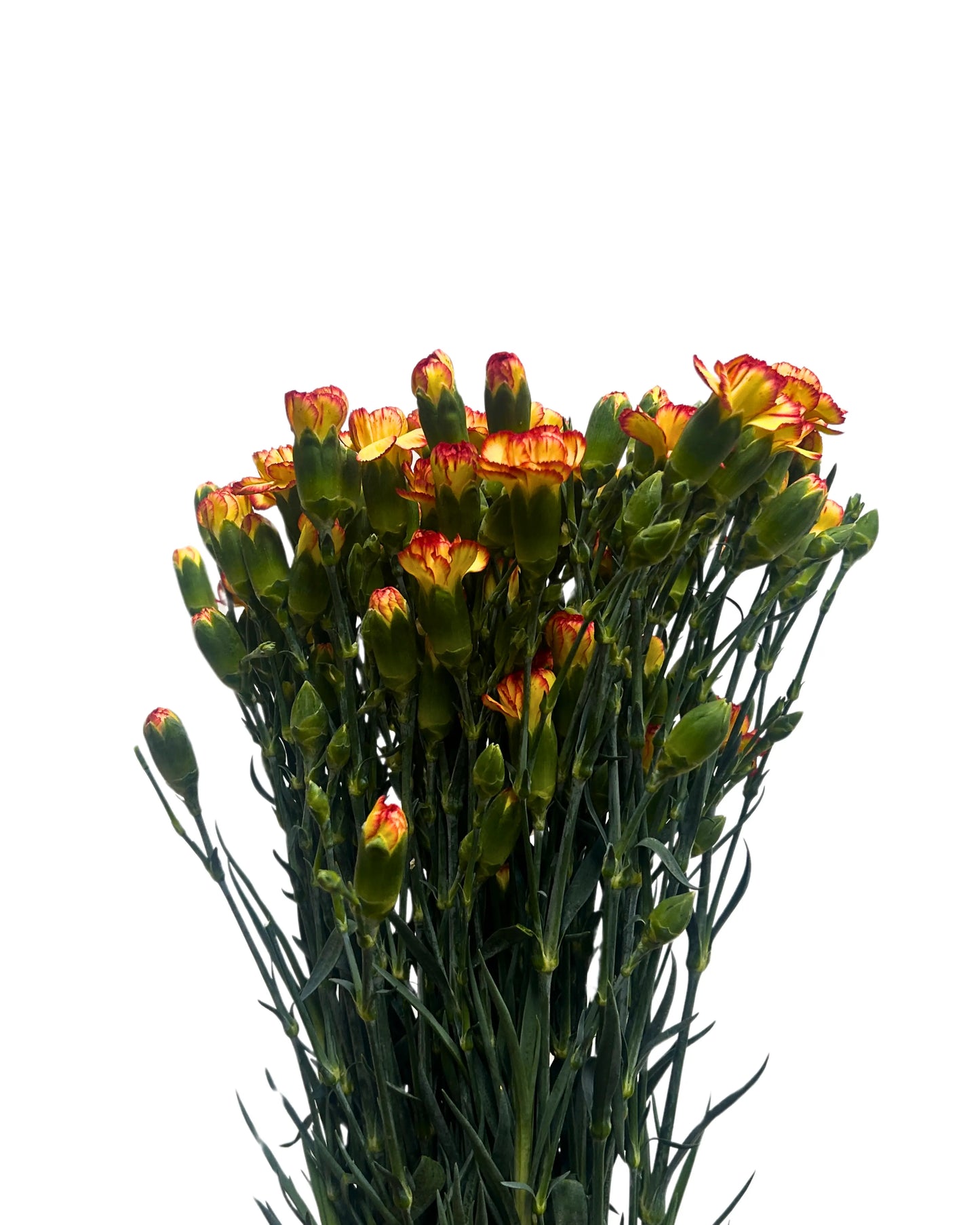 Carnation Spray Yellow Orange 20 Stems