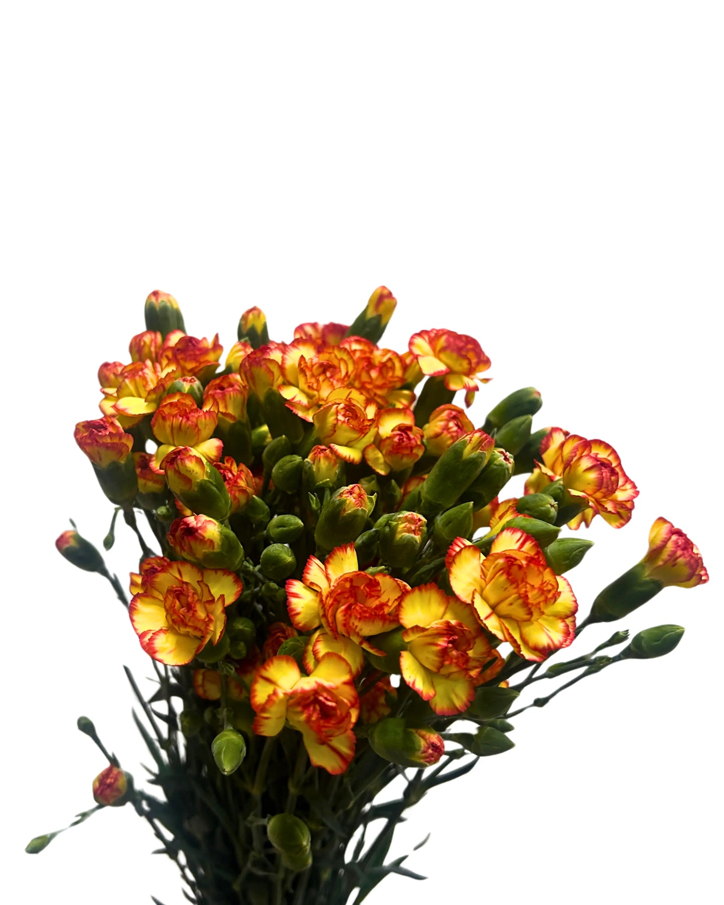 Carnation Spray Yellow Orange 20 Stems