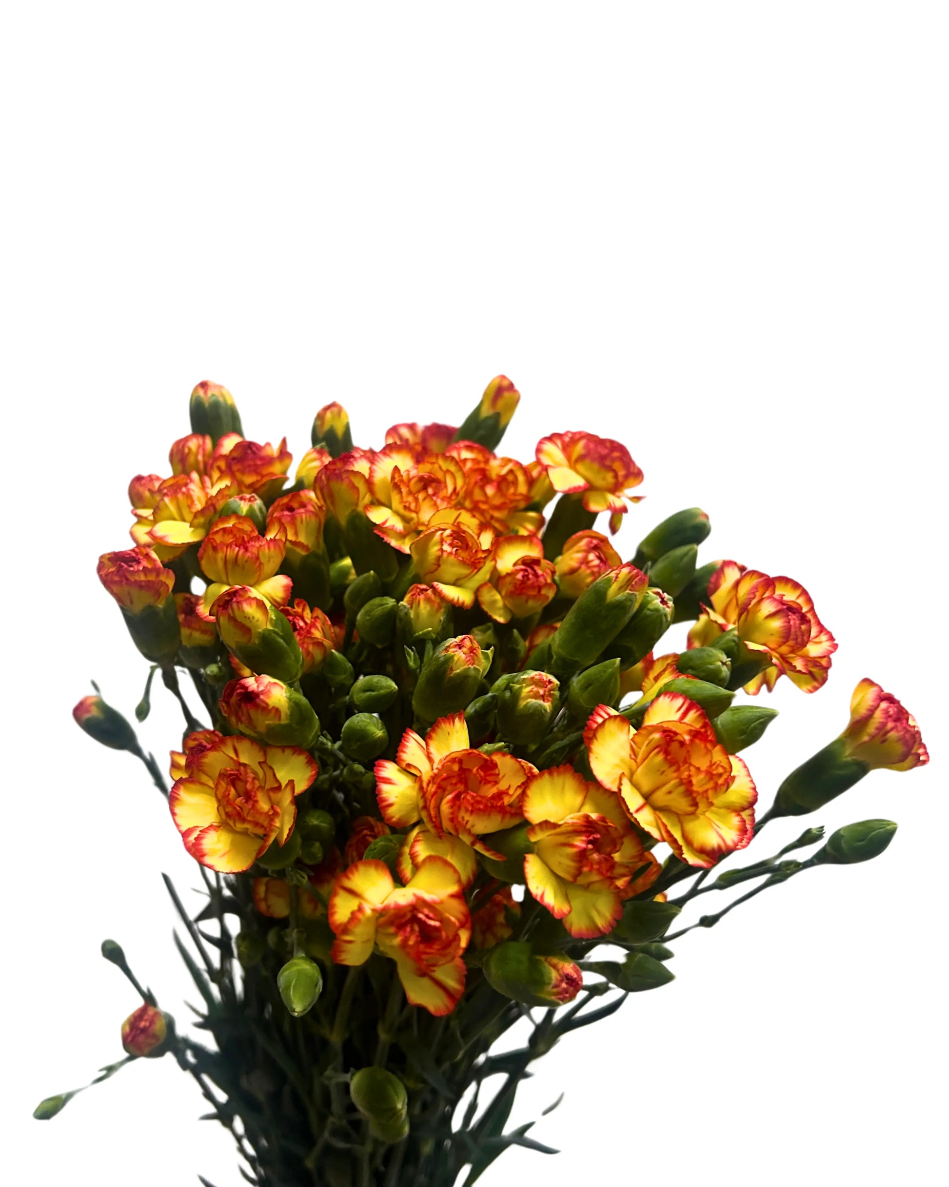 Carnation Spray Yellow Orange 20 Stems