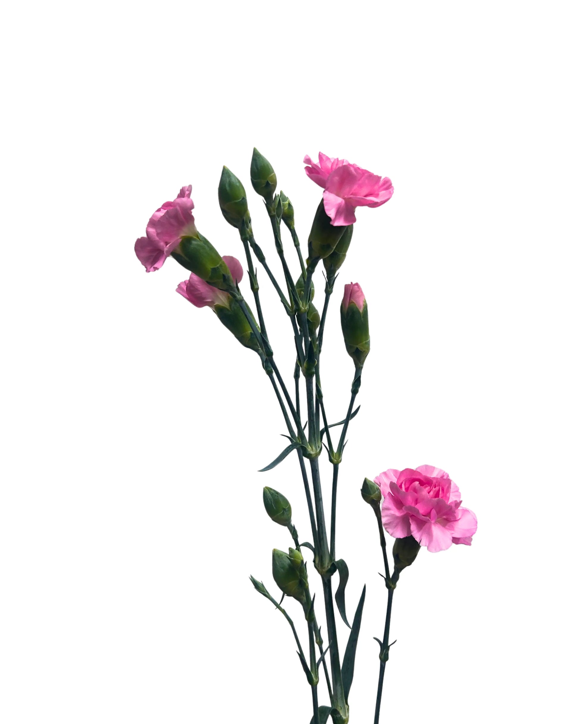Carnation Spray Shocking Pink 20 Stems