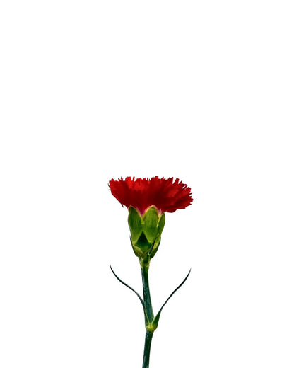 carnation red