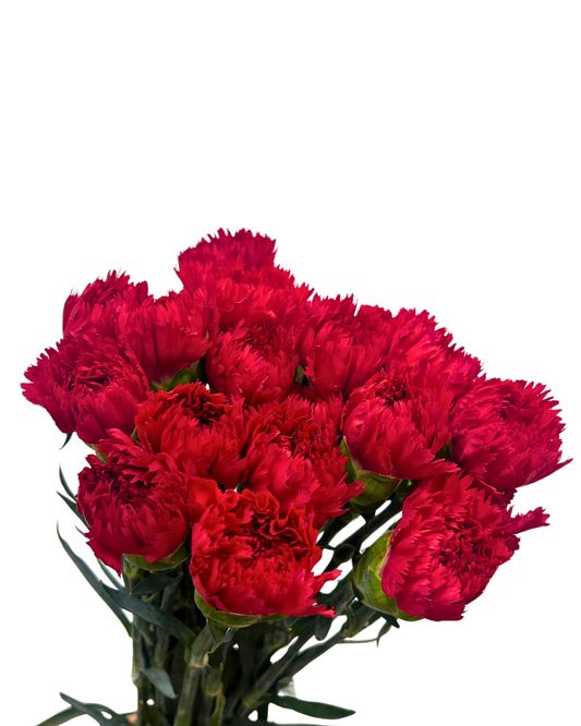 carnation red