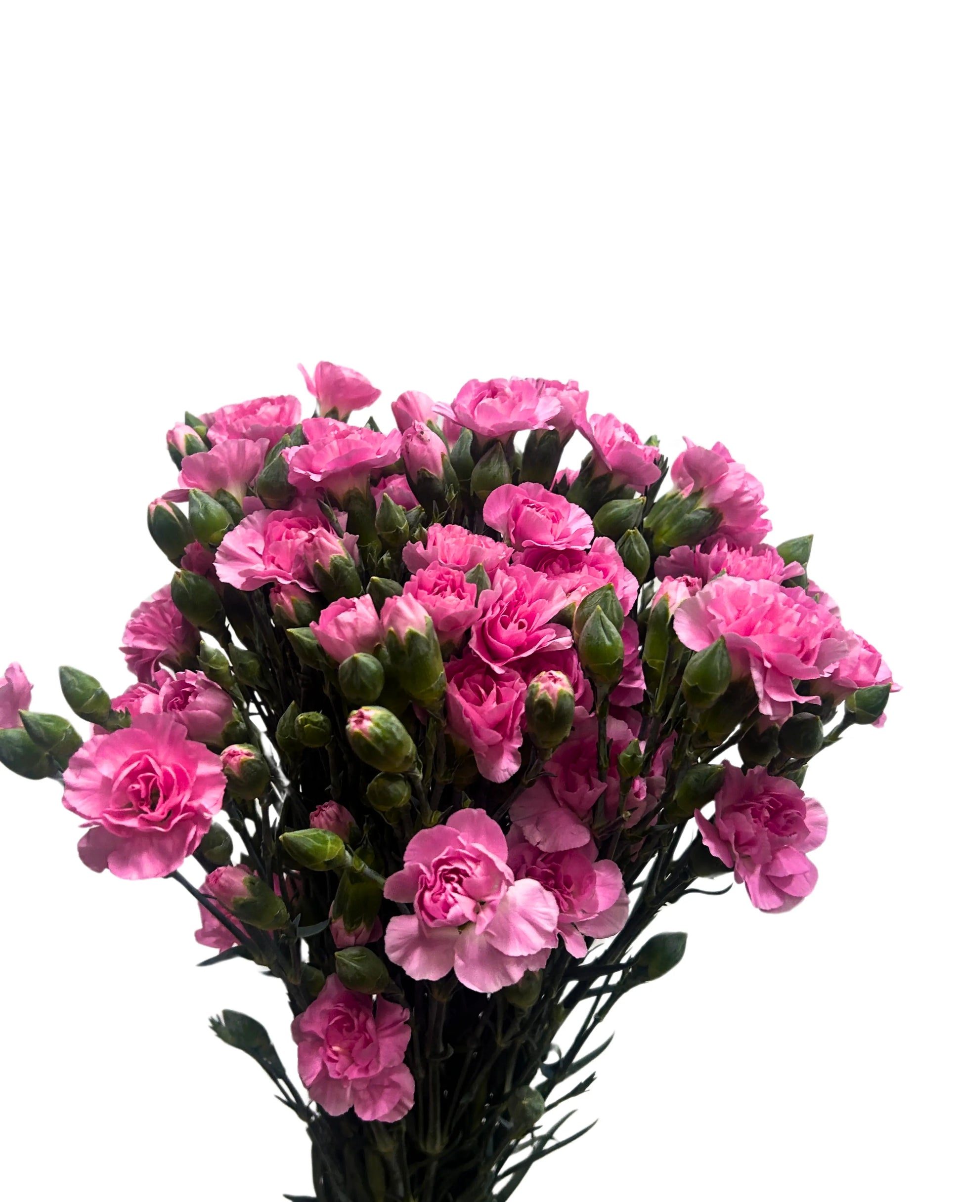 Carnation Spray Shocking Pink 20 Stems
