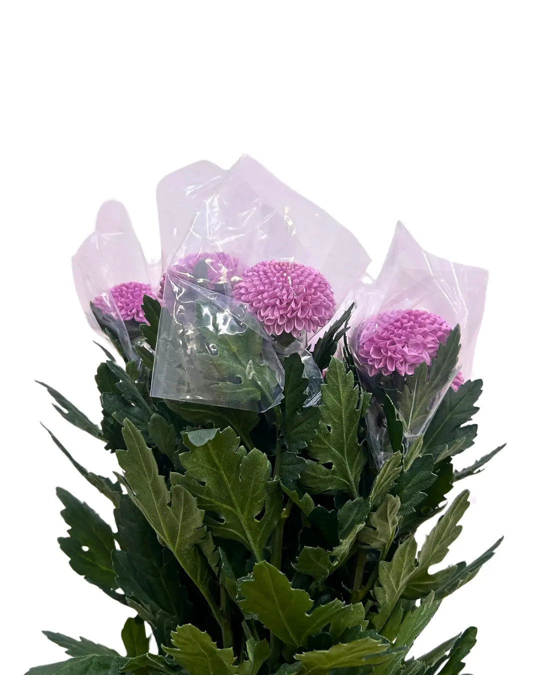 chrysanthemum ping pong pink