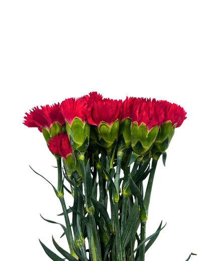 carnation red