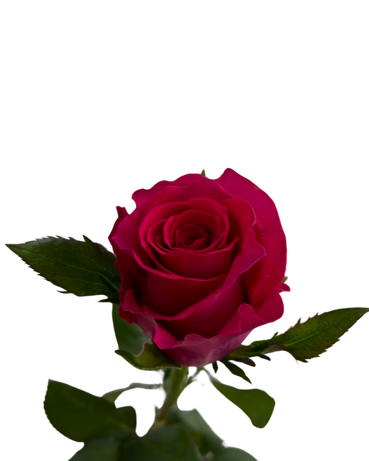Rose Gosen 10 Stems