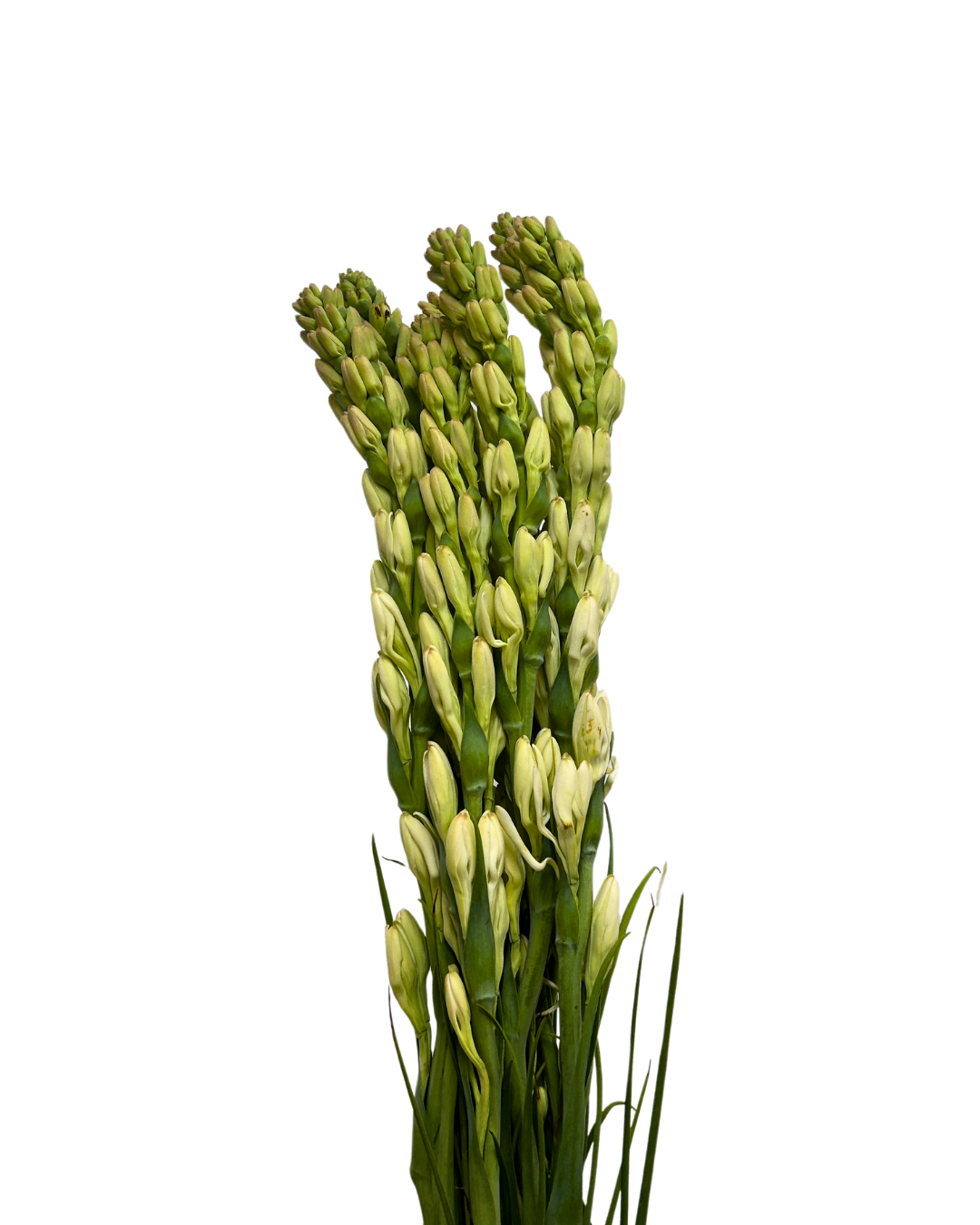 tuberose