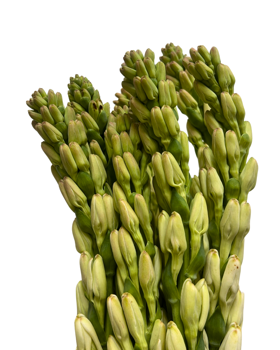 tuberose