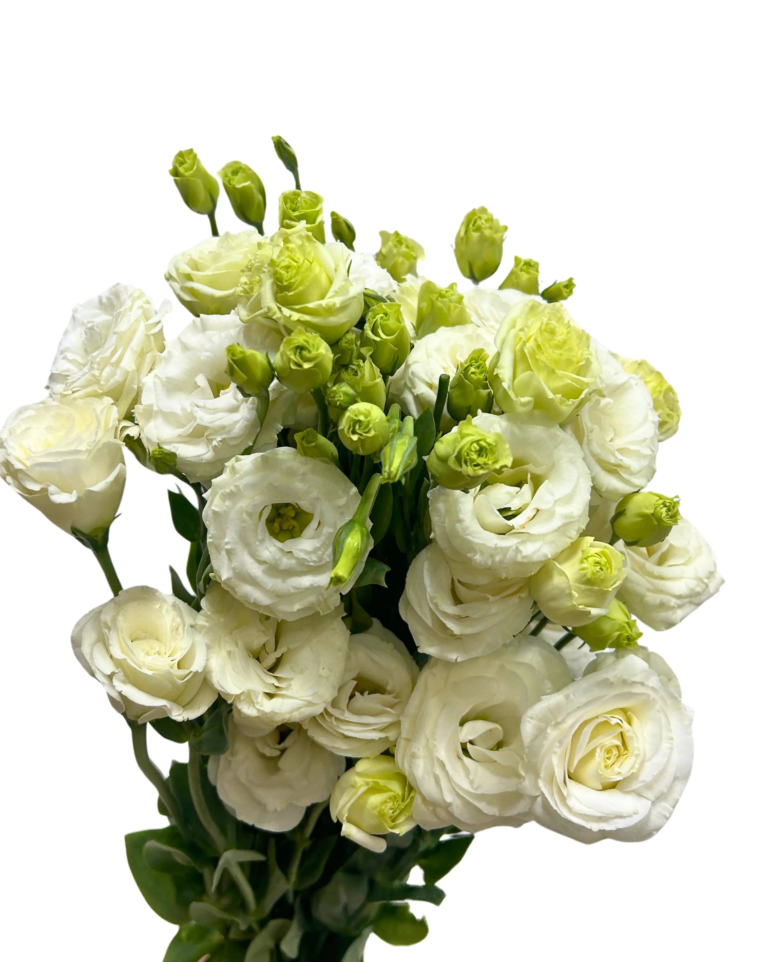 Eustoma White Bunch