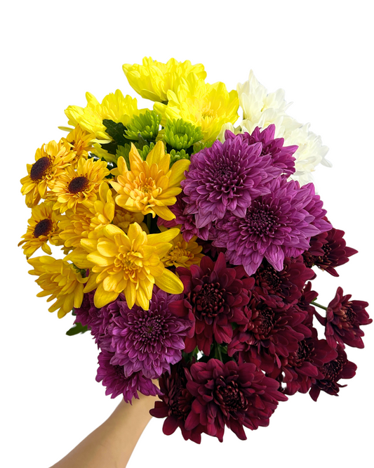 Chrysanthemum Pom Pom Assorted 7 Stems