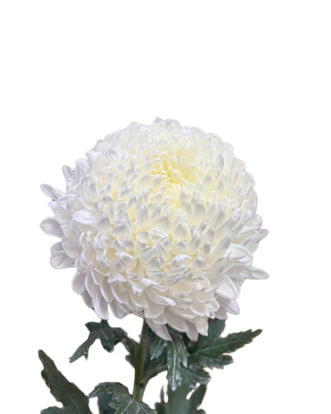 Incurve Taiwan Mum Paper Mum White 6 stems