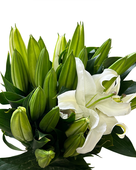 Lily Siberia (3) 5 Stems