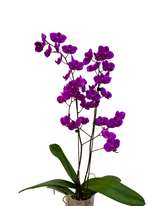 Phalaenopsis Mini Purple With Root