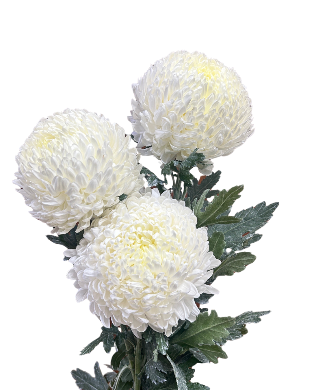 Incurve Taiwan Mum Paper Mum White 6 stems