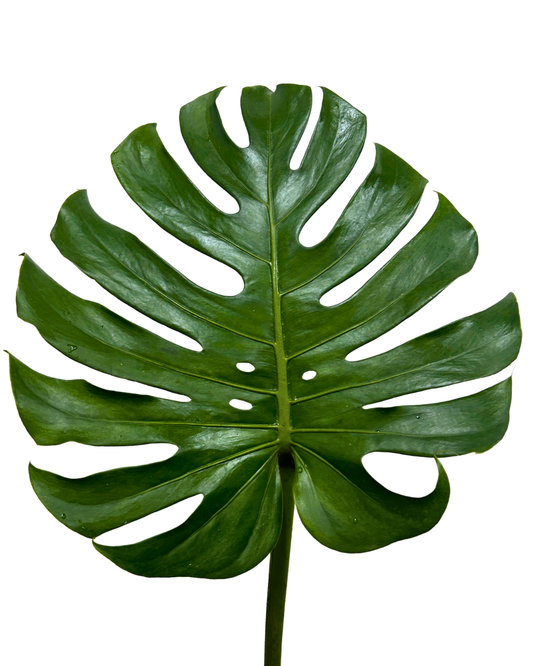 monstera