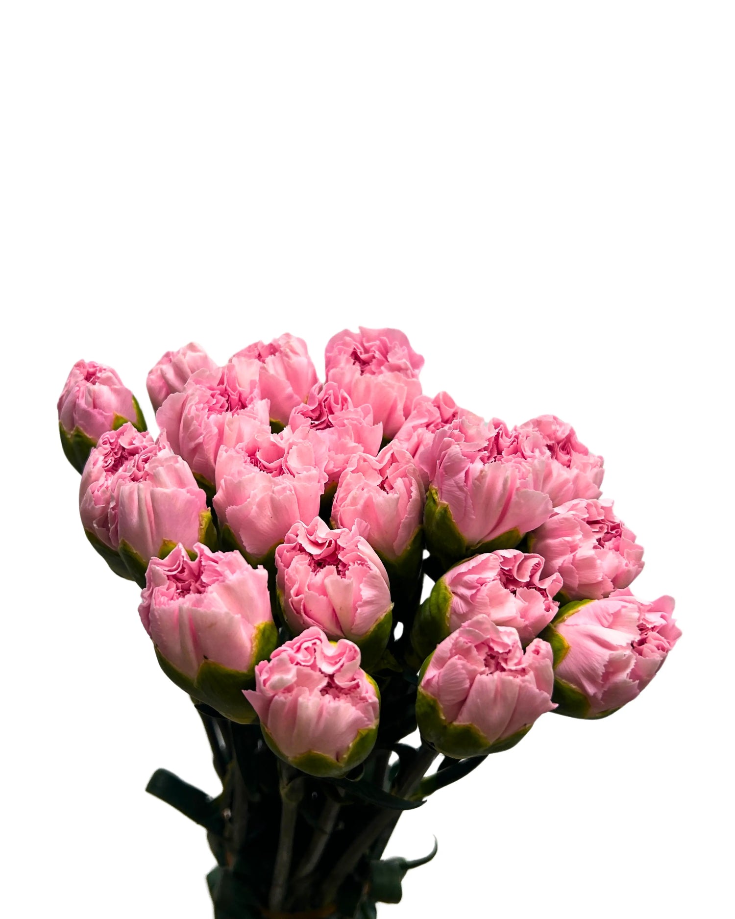 Carnation Soft Pink 10 Stems