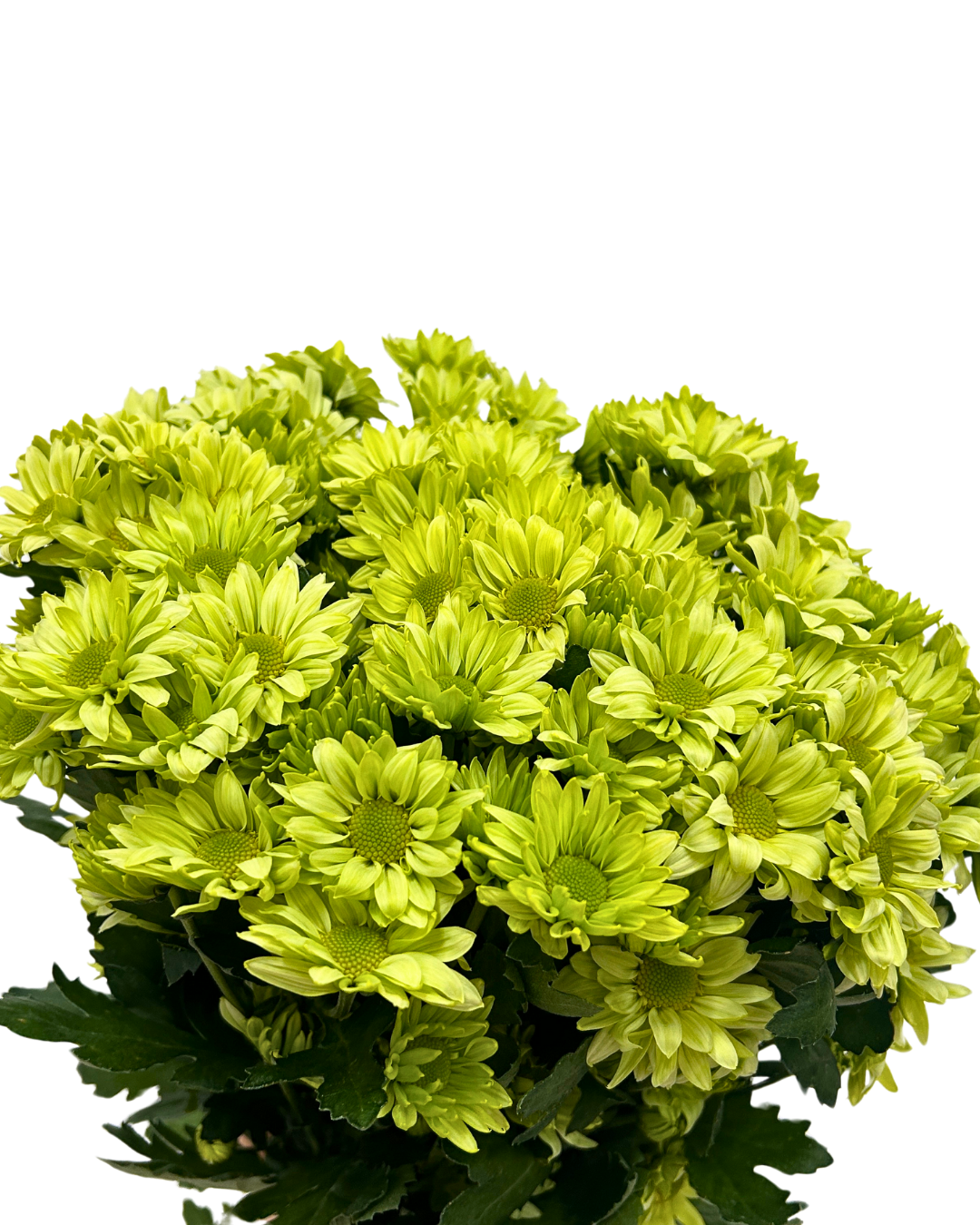 chrysanthemum pom pom