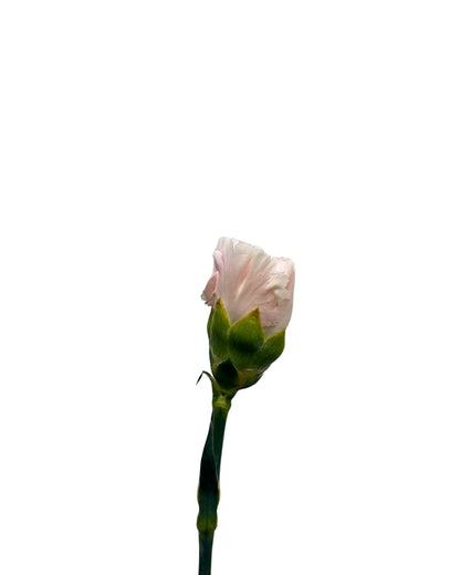 Carnation Time Pink 10 Stems