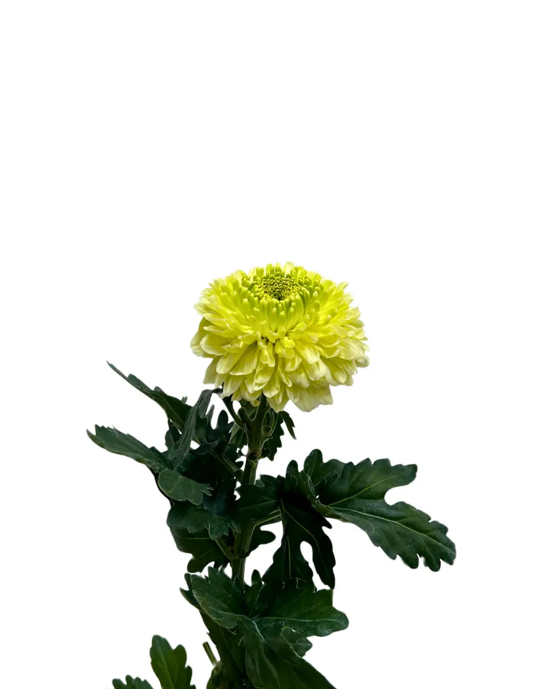 chrysanthemum ping pong lime green