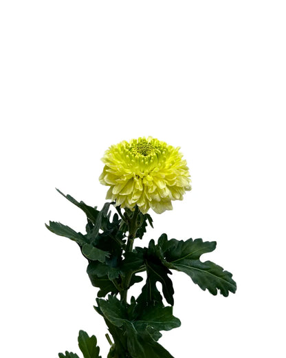 chrysanthemum ping pong lime green