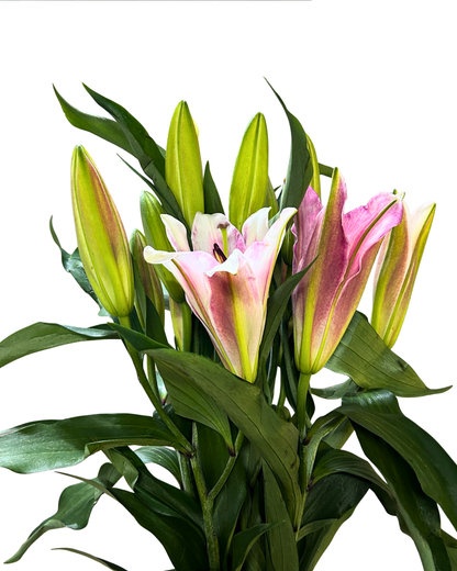 Lily Viviana (3) 5 Stems