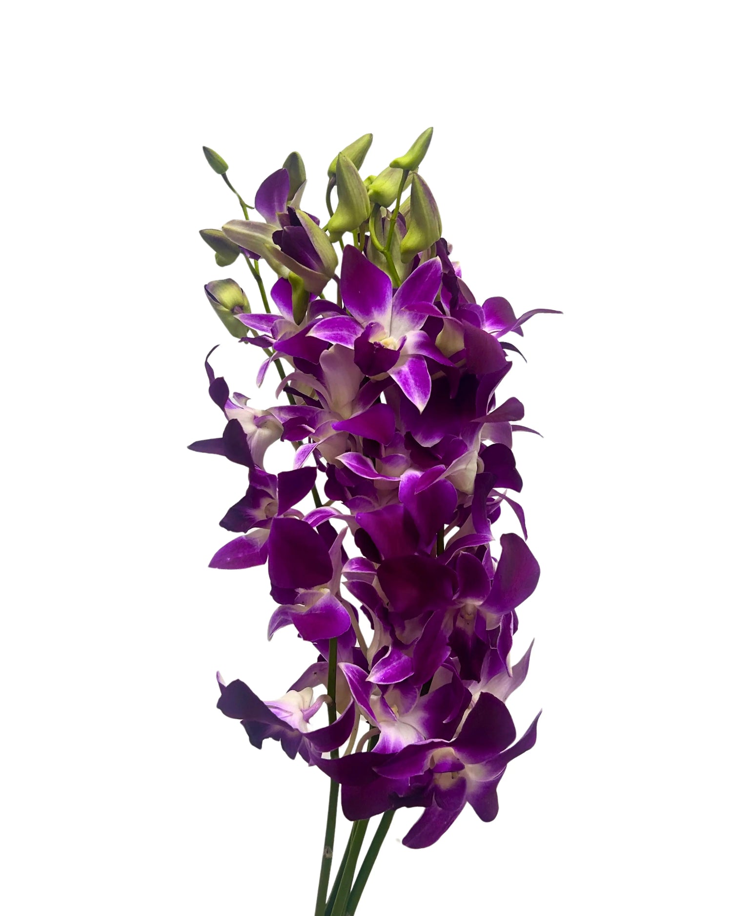 Orchid Bon 5 Stems