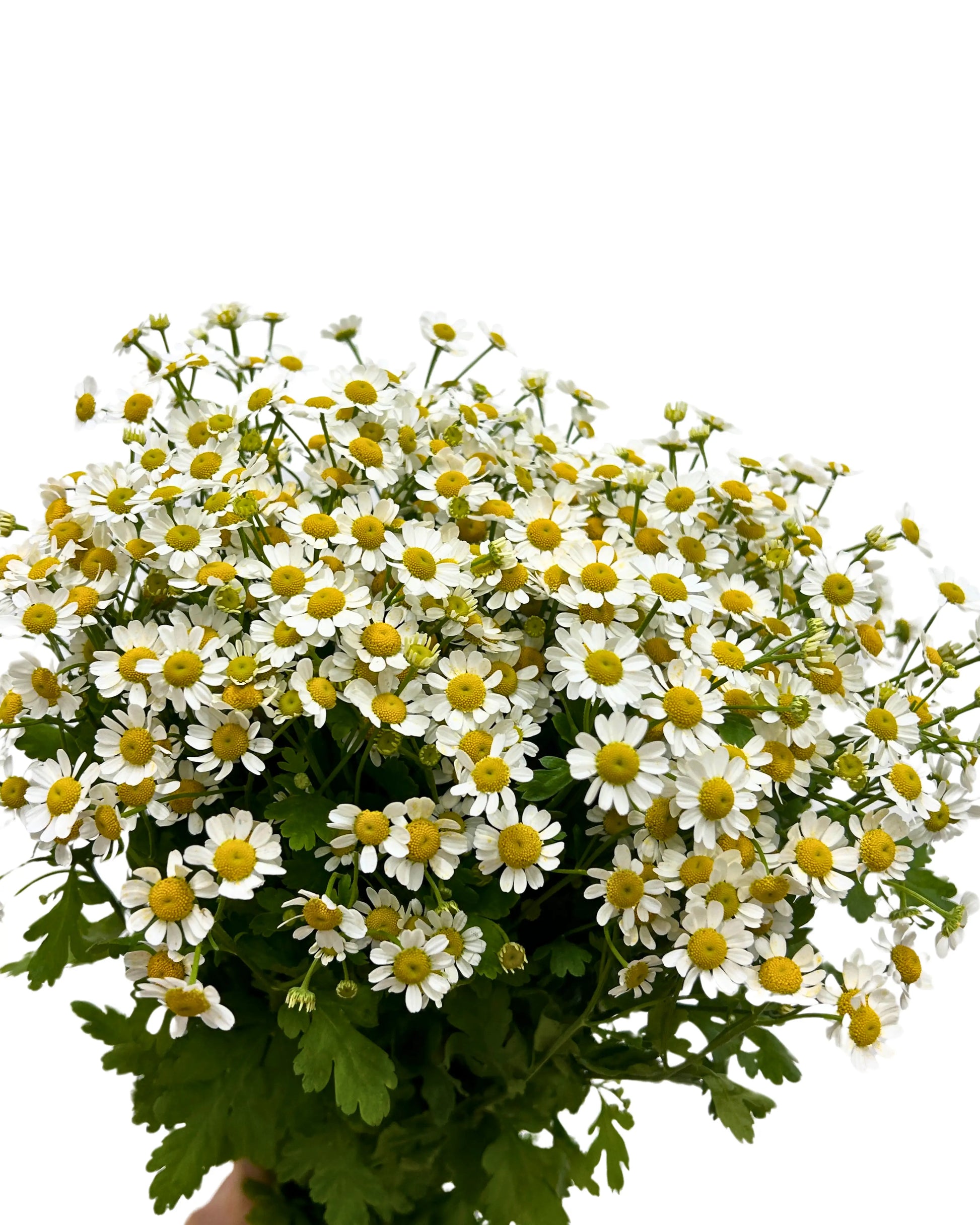 Matricaria Chamomile Bunch