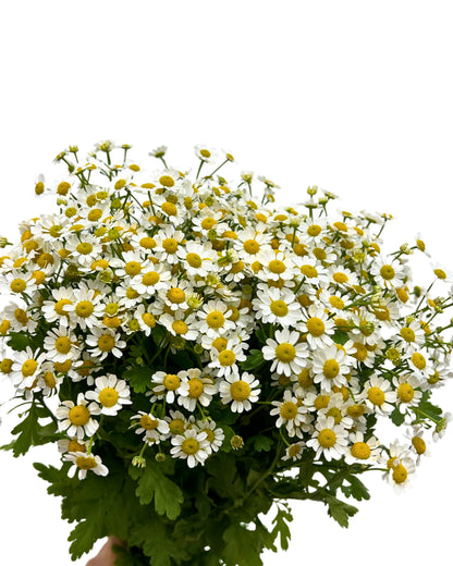 Matricaria Chamomile Bunch