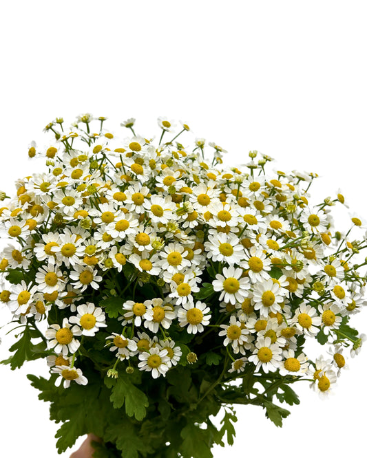Matricaria Chamomile Bunch