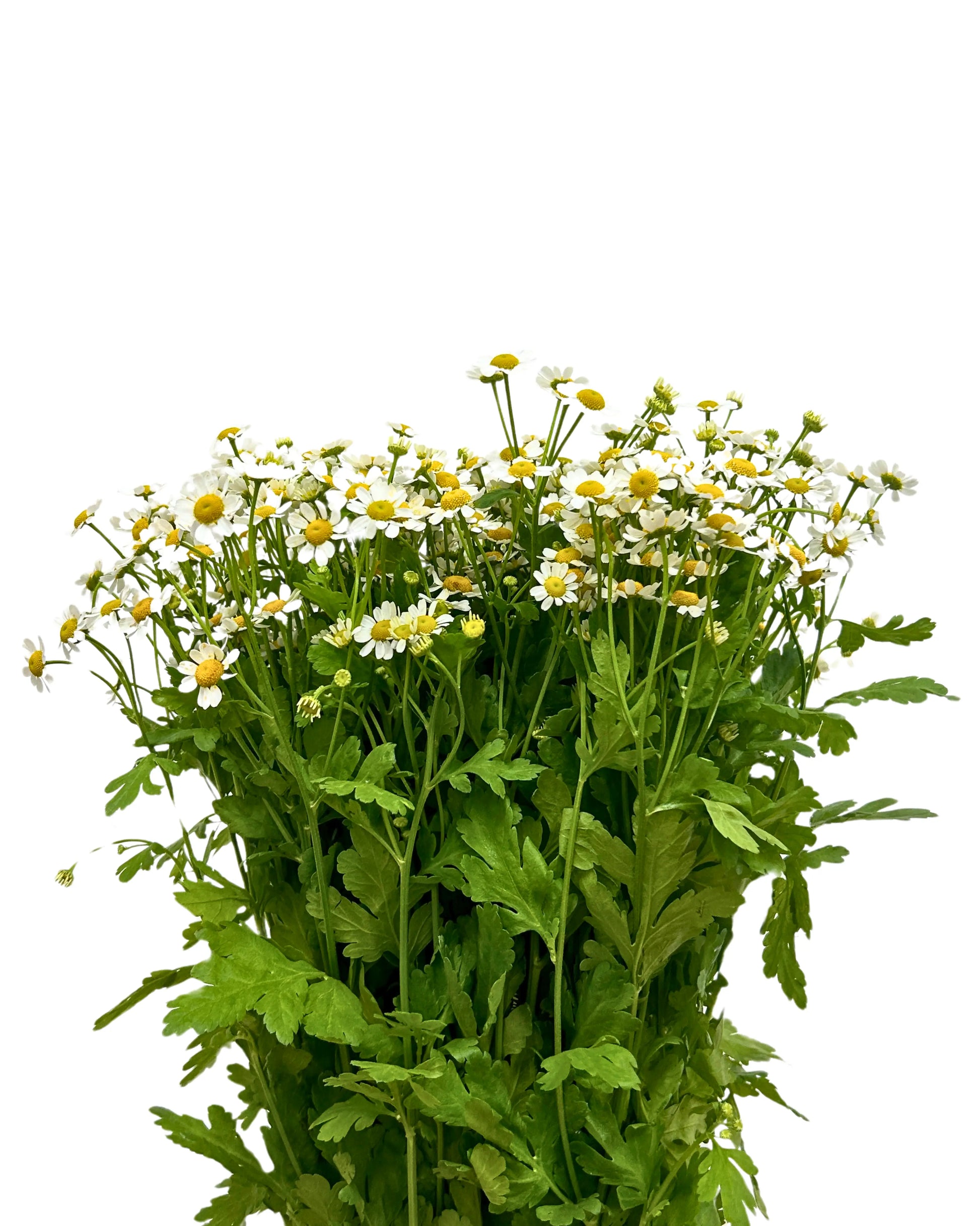 Matricaria Chamomile Bunch