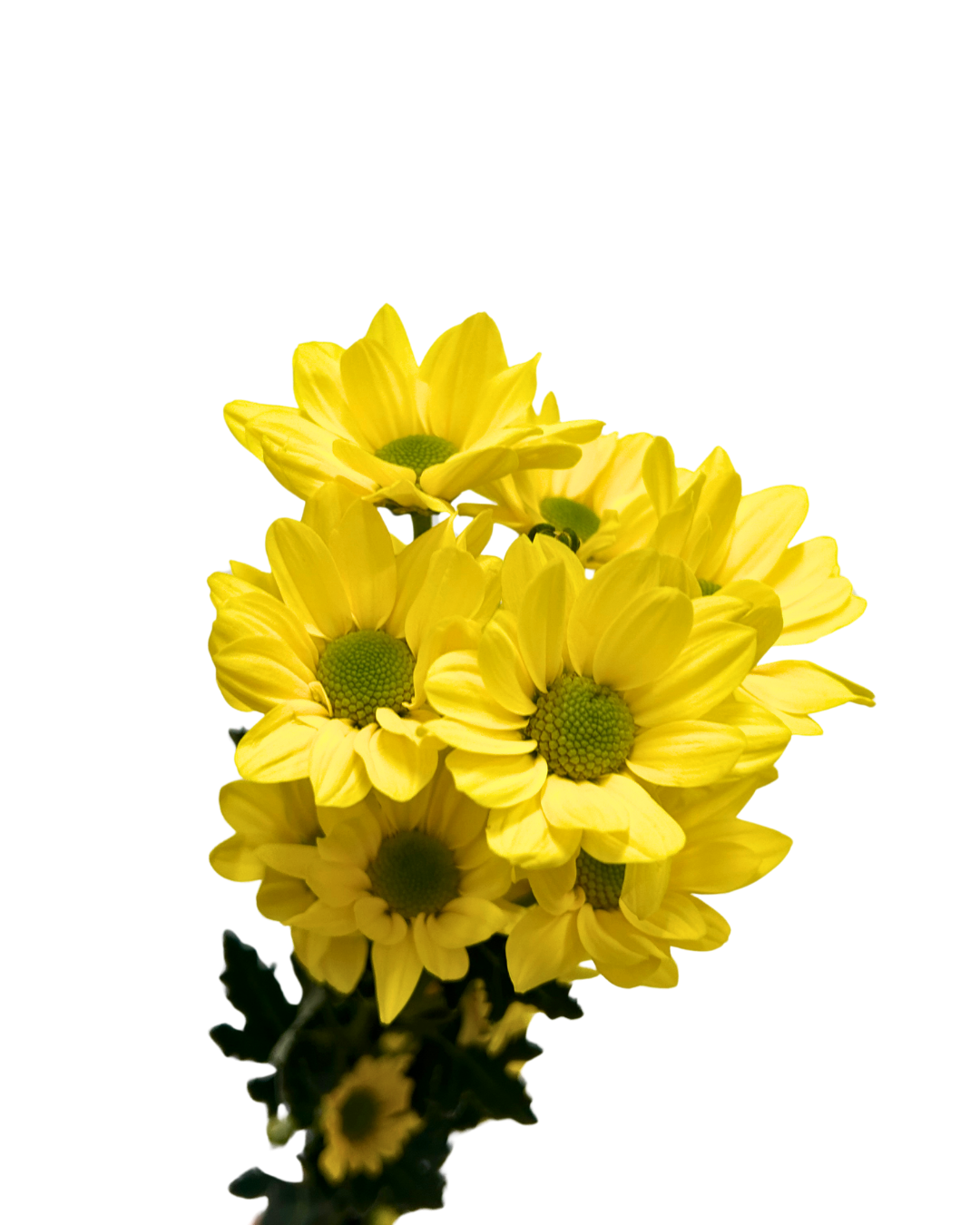 chrysanthemum pom pom Daisy Yellow